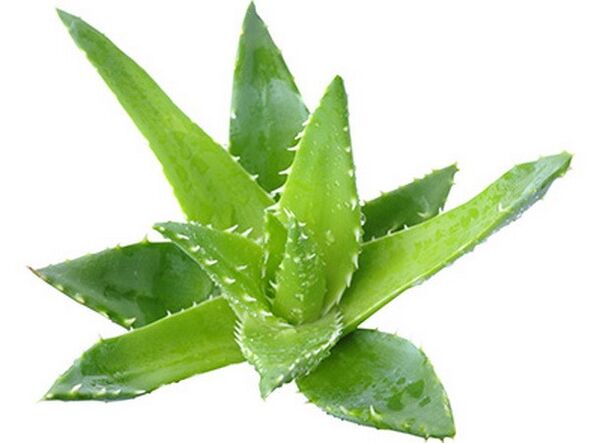 Gelarex contiene extracto de aloe